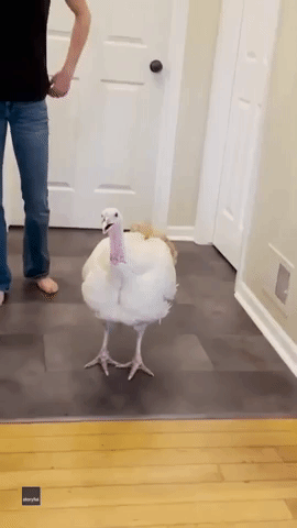 Woman Introduces Pet Turkey to Family