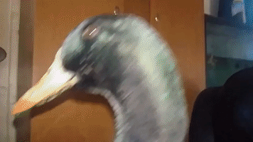 Clever Pet Duck Enlists Human Pal's Help to Watch TV