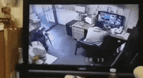 cuteanimalland giphyupload GIF