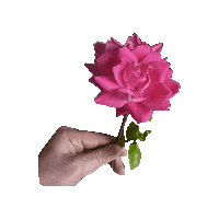 In Love Pink Sticker