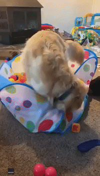 Toddler Can't Get Enough of Pooch Pal's Antics