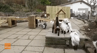 Extremely Boisterous Pygmy Goats Enjoy Morning Exercise