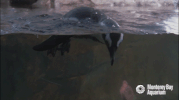 african penguin bird GIF by Monterey Bay Aquarium
