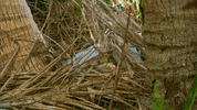 Survivor Spy GIF by CBS