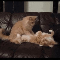 cat GIF by The Videobook