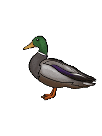 bogcaakiss bird duck quack blackbird Sticker