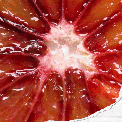 Gibsonsgin giphyupload cocktail gin tonic GIF