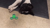 Dog Learns to Use Fidget Spinner