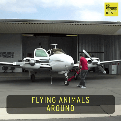 Flying Animal Rescue GIF by 60 Second Docs