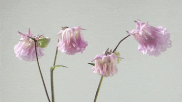 Pink Flower Flowers Gif GIF