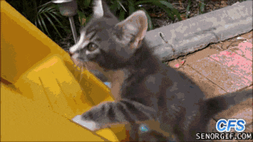 Cat Slide GIF