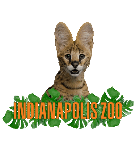 Indyzoo Sticker by Indianapolis Zoo