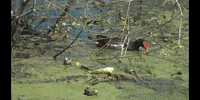 Duck Birds GIF by DIIMSA Stock