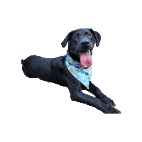 Black Dog Disney Sticker by Geekster Pets