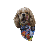 Cocker Spaniel Tongue Out Sticker by Geekster Pets