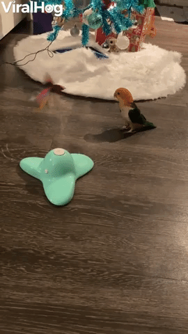 Yoshi the Parrot Tries to Understand Cat Toy