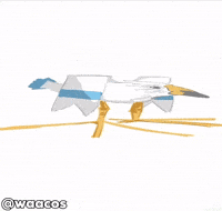 Kiwi Bird GIF