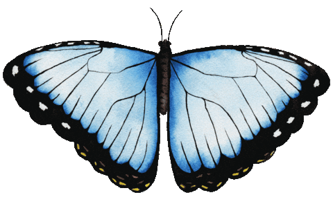Blue Butterfly Summer Sticker