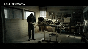 Big Dog Dogman GIF by euronews