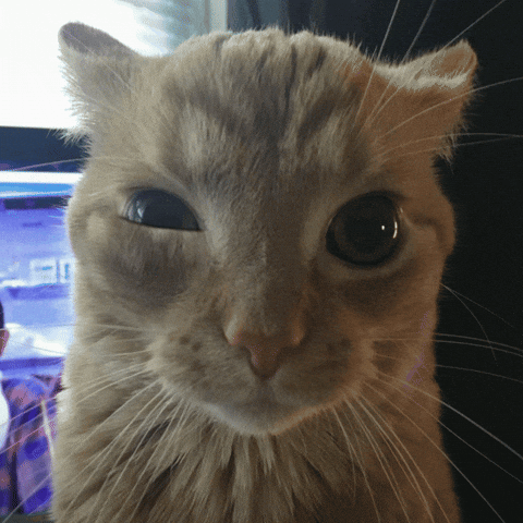 Angry Fed Up GIF