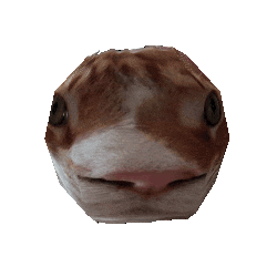 Funny Cat Diego Sticker