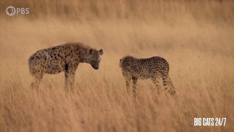 Passing By Season 2 GIF by PBS