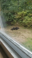 Family of Bears Spotted in the Backyard