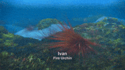 Surfs Up Ivan GIF
