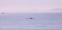 san francisco california GIF
