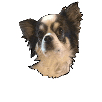Chibi Chihuahua Sticker