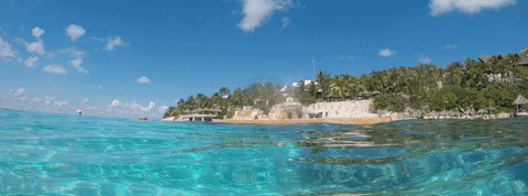 GIF by Dolphin Discovery