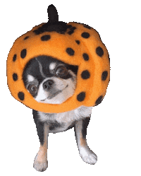 Dog Halloween Sticker