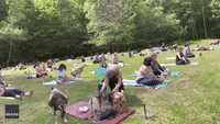 Maine Farm Offers Yoga With Adorable Goats