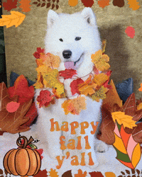 Fall Autumn GIF