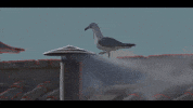 New Pope Smoke GIF by Duilio Gatti