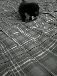 black and white cat GIF