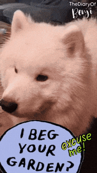 Pardon What GIF