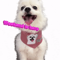 Weekend Cute Dog GIF by Romeo Mama Online Store