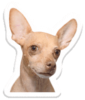 dogs chihuahua Sticker by Pets Add Life