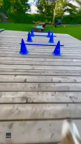 Clever Dog Maneuvers Obstacle Course