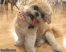 Video gif. A puppy looks at us with a tilted head and flopped out tongue. It lifts its paw up like it’s waving. 