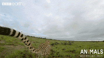 run technology GIF by BBC Earth