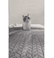 Cat Sticker Sticker
