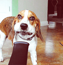 Video gif. A beagle is being blown in the face with a blow dryer and they keep trying to bite the air. Their ears and lips flap all over the place and they look silly.
