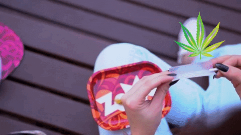zomopaper giphygifmaker giphyattribution fun weed GIF