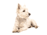 Happy Dog Sticker by I and Love and You