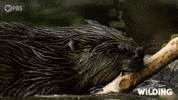 Wilding Beaver Dam GIF by PBS