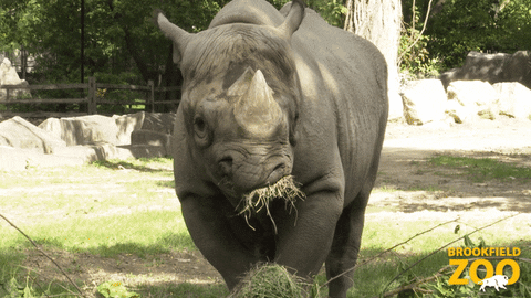 Bored Snacks GIF by Brookfield Zoo