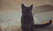 The Home Team Cat GIF by Thriller Records