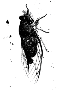 Cicada GIF